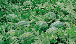 蛋哥吃瓜爆料图片高清壁纸,高清壁纸背后的惊人真相